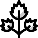Maydanoz